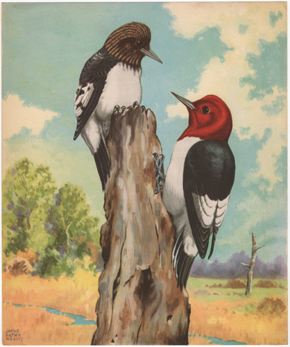 Woodpeckers